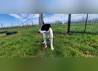 Flynn ist noch vorsichtig - aktuell in Rumänien