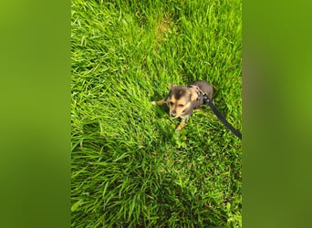 Ruby - klein, mutig und bereit fürs Leben - aktuell in Rumänien