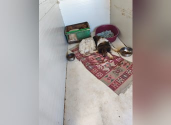 Hugo aus der Tötung sucht seine Familie - noch in Rumänien