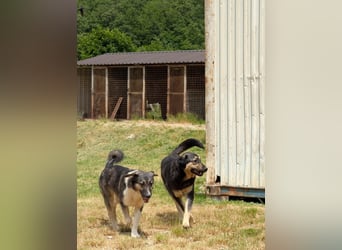 Ronja sucht ihr Für-immer-Zuhause - aktuell in Bosnien