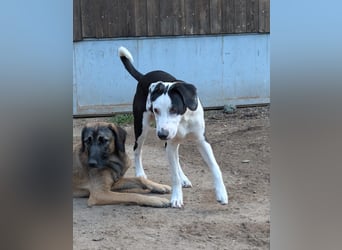 Benny – kleiner Herzenshund mit besonderem Blick - in 97724 Burglauer auf Pflegestelle