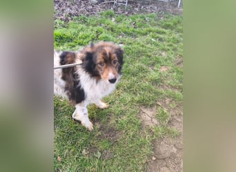 Hugo aus der Tötung sucht seine Familie - noch in Rumänien