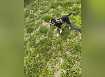 Ruby - klein, mutig und bereit fürs Leben - aktuell in Rumänien