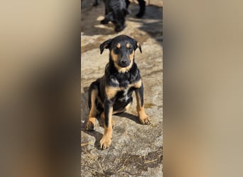 Mirona - liebt kleine Kinderhände - auf Pflegestelle in 97724 Burglauer