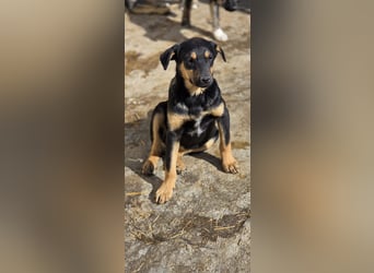 Mirona - liebt kleine Kinderhände - auf Pflegestelle in 97724 Burglauer