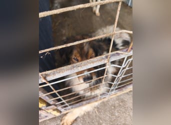 Hugo aus der Tötung sucht seine Familie - noch in Rumänien