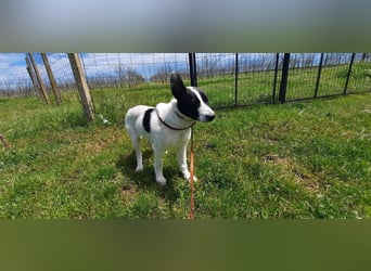 Flynn ist noch vorsichtig - aktuell in Rumänien
