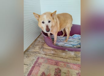 Senior Rusty - erst gequält, dann abgeschoben  - aktuell in Rumänien