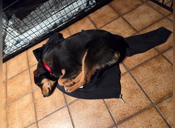 Mirona - liebt kleine Kinderhände - auf Pflegestelle in 97724 Burglauer