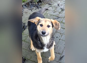 Rossa - kleine Entdeckerin mit großem Herzen - auf Pflegestelle in Deutschland