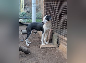 Benny – kleiner Herzenshund mit besonderem Blick - in 97724 Burglauer auf Pflegestelle