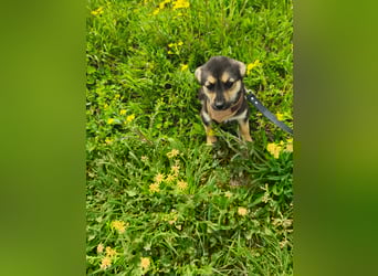 Sara - ein kleines Herz auf vier Pfoten - aktuell noch in Rumänien