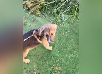Sonnenschein  Sonny sucht sein Zuhause - aktuell in Rumänien