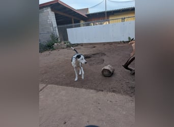 Benny – kleiner Herzenshund mit besonderem Blick - in 97724 Burglauer auf Pflegestelle