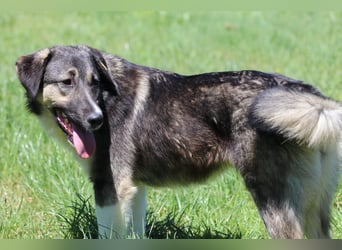 Ronja sucht ihr Für-immer-Zuhause - aktuell in Bosnien