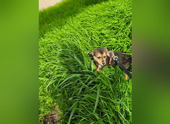 Ruby - klein, mutig und bereit fürs Leben - aktuell in Rumänien