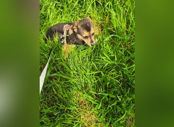 Ruby - klein, mutig und bereit fürs Leben - aktuell in Rumänien