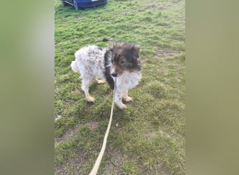 Hugo aus der Tötung sucht seine Familie - noch in Rumänien