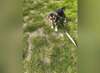 Ruby - klein, mutig und bereit fürs Leben - aktuell in Rumänien