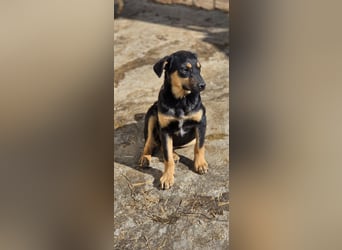 Mirona - liebt kleine Kinderhände - auf Pflegestelle in 97724 Burglauer