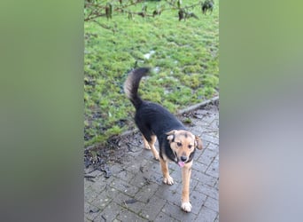 Rossa - kleine Entdeckerin mit großem Herzen - auf Pflegestelle in Deutschland