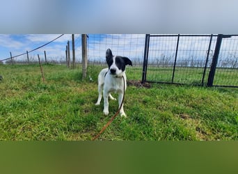 Flynn ist noch vorsichtig - aktuell in Rumänien