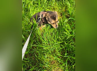 Ruby - klein, mutig und bereit fürs Leben - aktuell in Rumänien