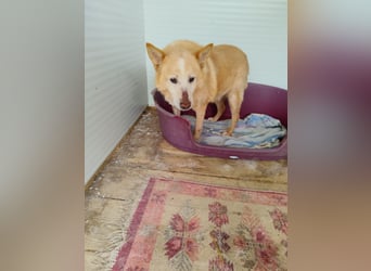 Senior Rusty - erst gequält, dann abgeschoben  - aktuell in Rumänien