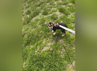 Ruby - klein, mutig und bereit fürs Leben - aktuell in Rumänien