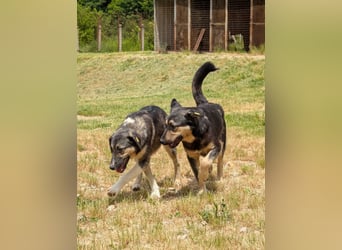 Ronja sucht ihr Für-immer-Zuhause - aktuell in Bosnien