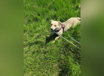 Luna sucht Mitfahrgelegenheit - Endstation Zuhause für immer  Aktuell in Rumänien