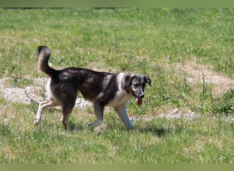 Ronja sucht ihr Für-immer-Zuhause - aktuell in Bosnien