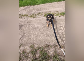 Sara - ein kleines Herz auf vier Pfoten - aktuell noch in Rumänien