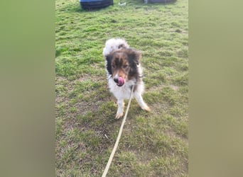 Hugo aus der Tötung sucht seine Familie - noch in Rumänien