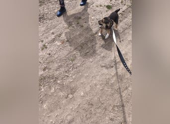 Ruby - klein, mutig und bereit fürs Leben - aktuell in Rumänien