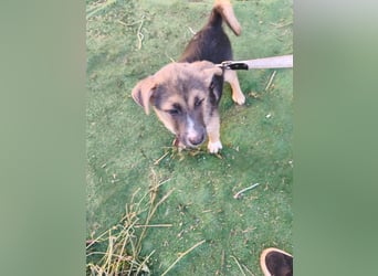 Sonnenschein  Sonny sucht sein Zuhause - aktuell in Rumänien