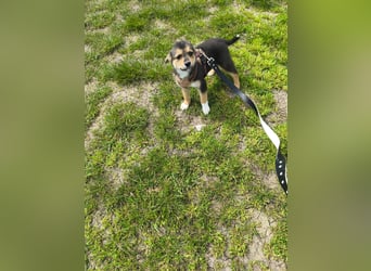 Ruby - klein, mutig und bereit fürs Leben - aktuell in Rumänien