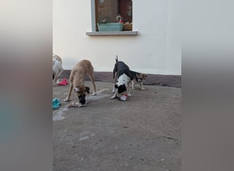 Benny – kleiner Herzenshund mit besonderem Blick - in 97724 Burglauer auf Pflegestelle