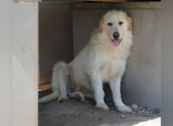 Garetto, geb. ca. 04/2025, lebt in GRIECHENLAND, im städt. Tierheim Serres