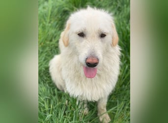 Garetto, geb. ca. 04/2025, lebt in GRIECHENLAND, im städt. Tierheim Serres
