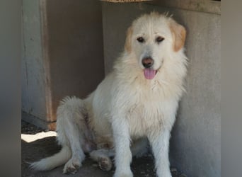 Garetto, geb. ca. 04/2025, lebt in GRIECHENLAND, im städt. Tierheim Serres
