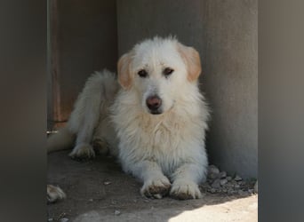 Garetto, geb. ca. 04/2025, lebt in GRIECHENLAND, im städt. Tierheim Serres