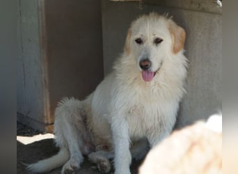 Garetto, geb. ca. 04/2025, lebt in GRIECHENLAND, im städt. Tierheim Serres