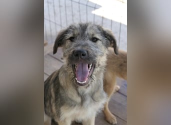 COOPER - bezaubernder Sonnenschein sucht seine Menschen