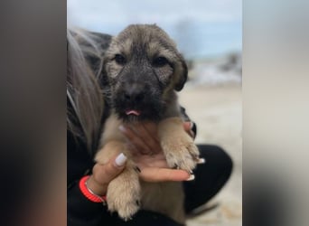 Cooper ist ein total freundlicher, fröhlicher Junghund, der auf seine Menschen wartet