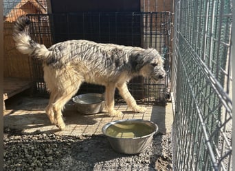 Cooper ist ein total freundlicher, fröhlicher Junghund, der auf seine Menschen wartet