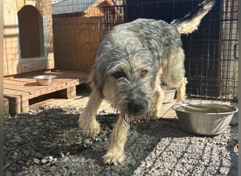 Cooper ist ein total freundlicher, fröhlicher Junghund, der auf seine Menschen wartet