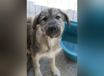 COOPER - bezaubernder Sonnenschein sucht seine Menschen