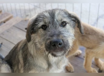 Cooper ist ein total freundlicher, fröhlicher Junghund, der auf seine Menschen wartet