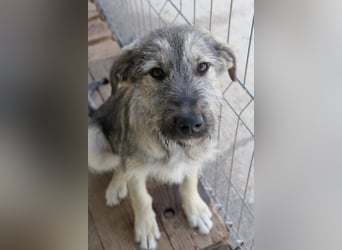 Cooper ist ein total freundlicher, fröhlicher Junghund, der auf seine Menschen wartet